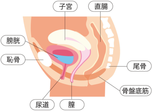 骨盤底筋